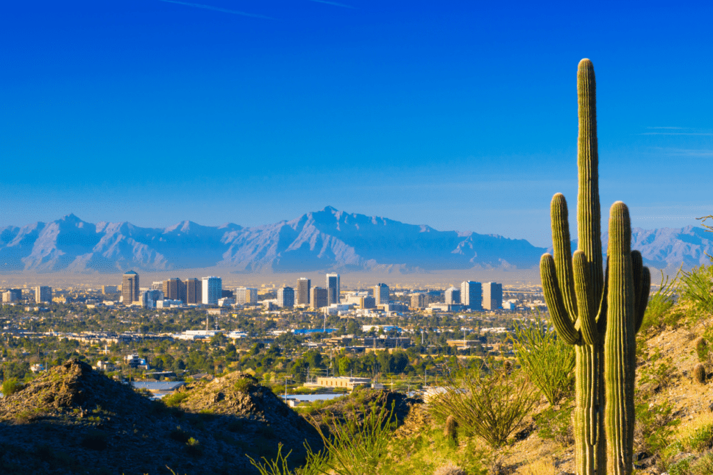 a large cactus stands in front of the view of a city