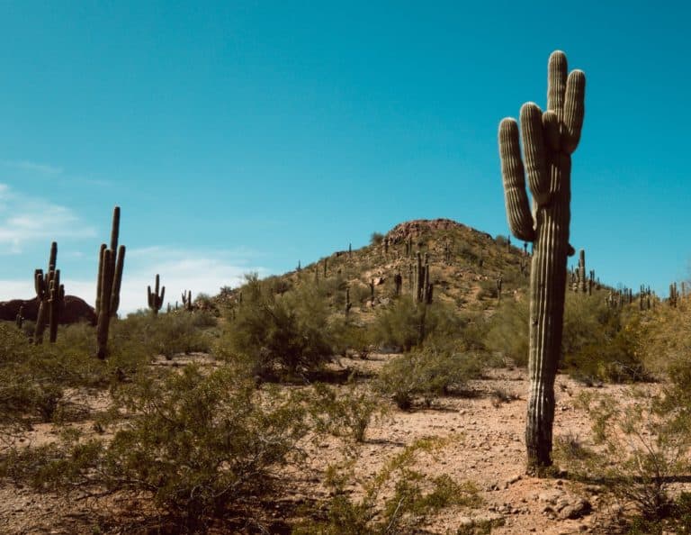 A desert mountain covered in cactus against a blue sky