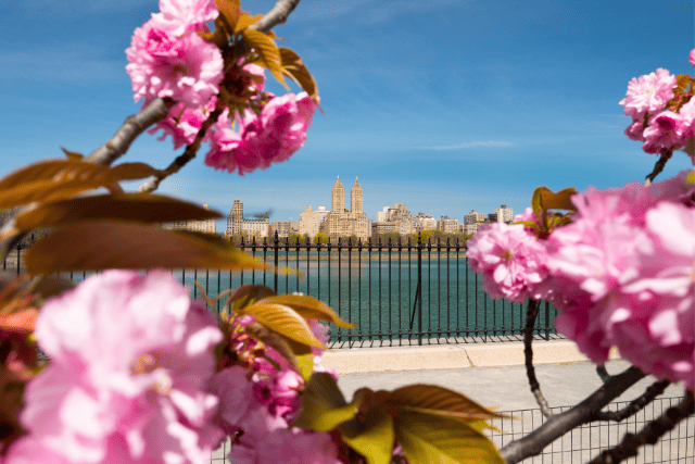 Easter flowers in the foreground frame the New York City skyline in the background.