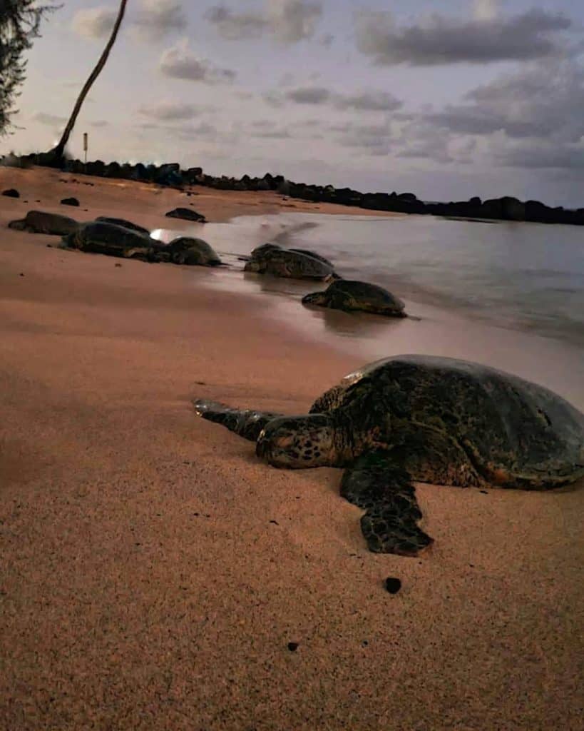 A group of sea turtles rest on a sandy beach at dusk.