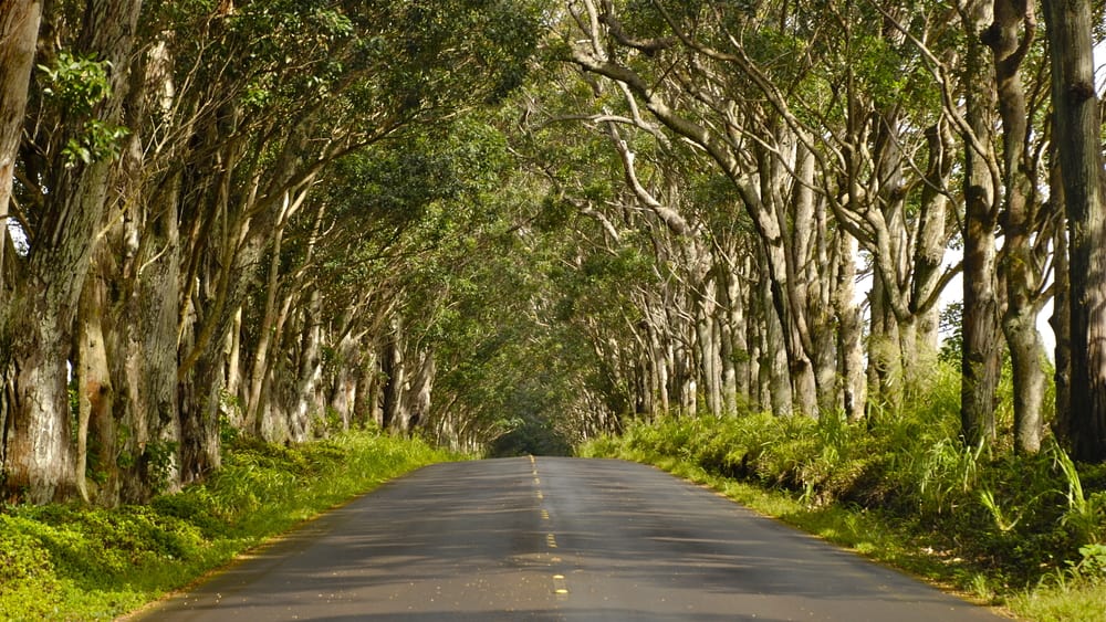 A road is shaded by hundreds of trees growing on either side and forming a canopy with their branches.