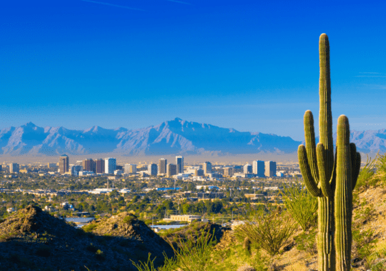 a large cactus stands in front of the view of a city