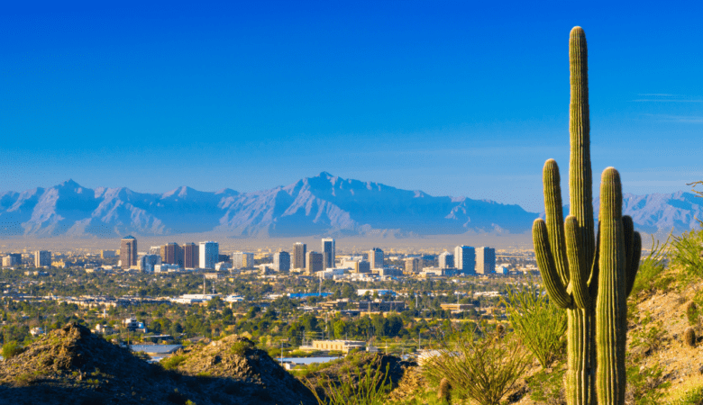 a large cactus stands in front of the view of a city