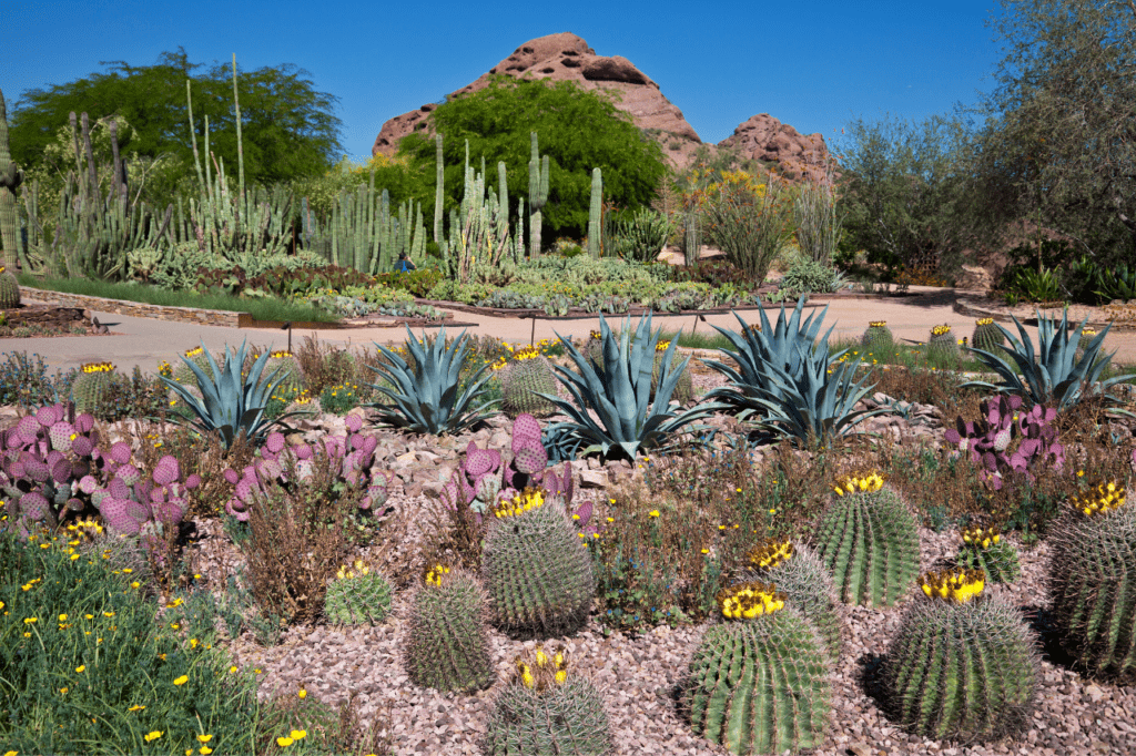 A blooming garden of desert botanical garden.