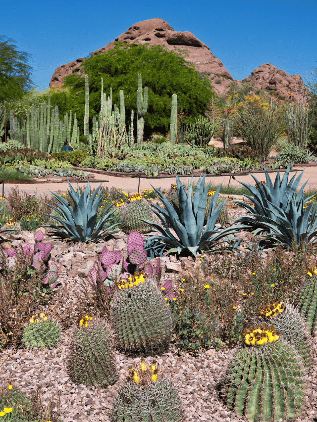 a red rock formation pokes out above a trail covered in desert botanicals
