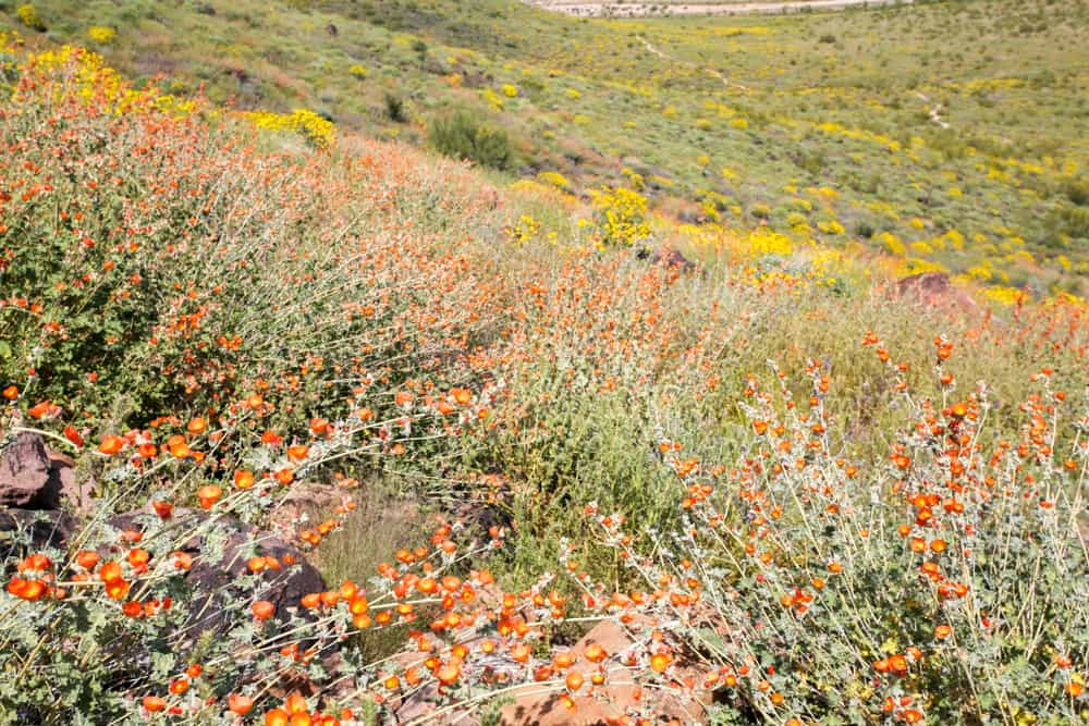 Wildflowers bloom on the side of a mountain.