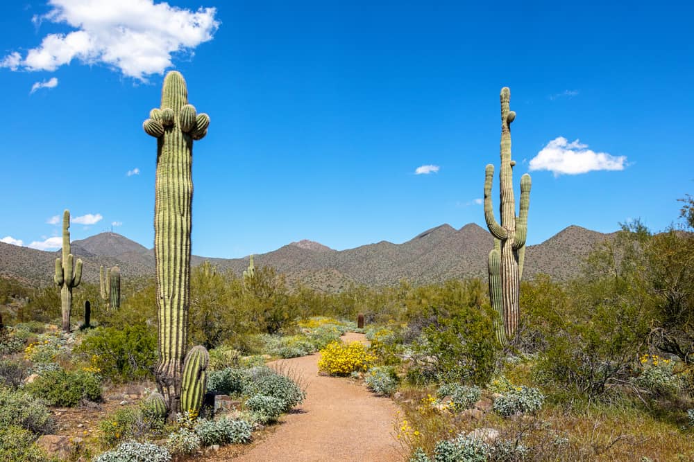 Two cactus stand tall in the desert against a blue sky.