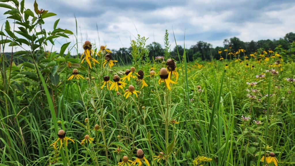 A green field of tall grass and black eyed susan flowers.