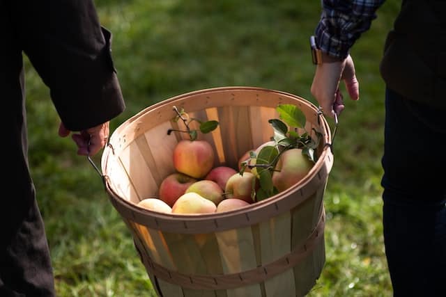 Two people hold a basket of apples in New York City in October.