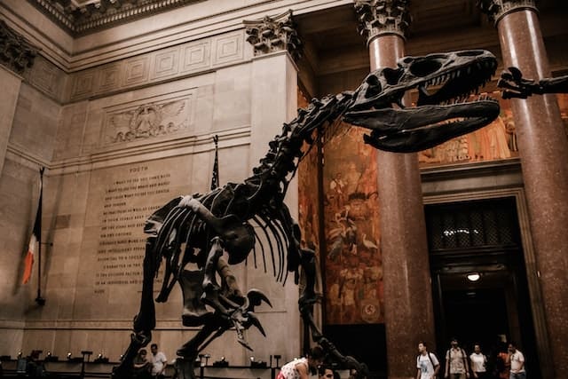 A t-rex skeleton on display - which New York pass is best