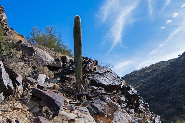A cactus protrudes through sharp rocks.