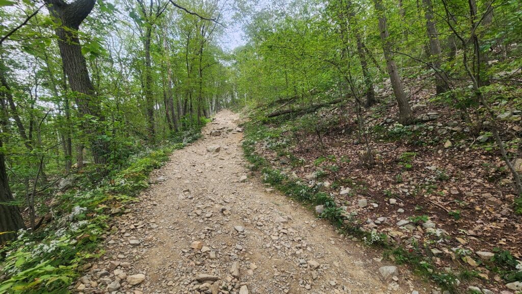 A rocky dirt path climbs up a wooded mountain.