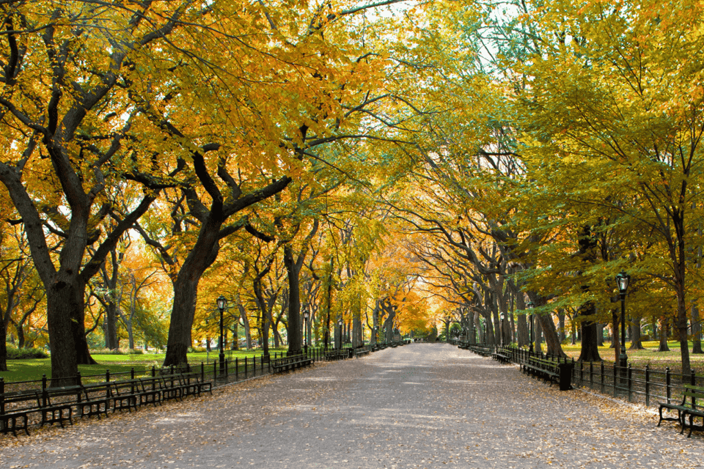 A pathway lined with trees changing color for the fall.