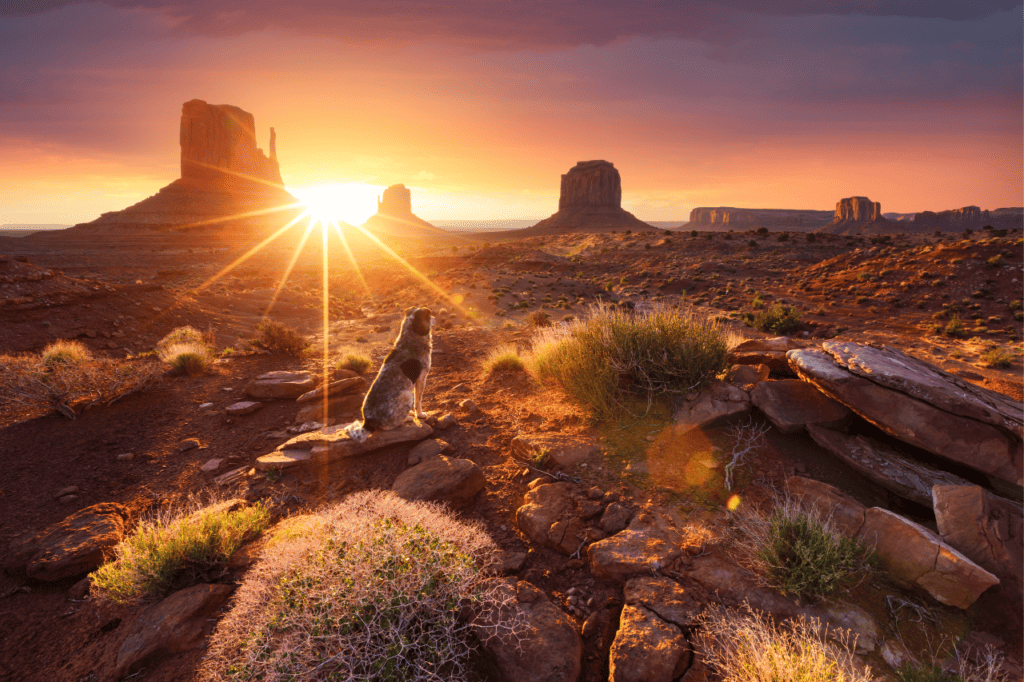 A dog sits on a rock watching the sun set against the Arizona desert backdrop.