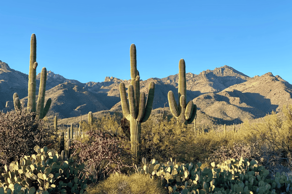 A desert landscape on a clear-weather day.