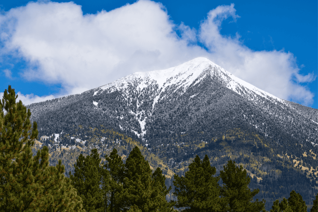 A snowy mountain peak over top a forest of pine trees.