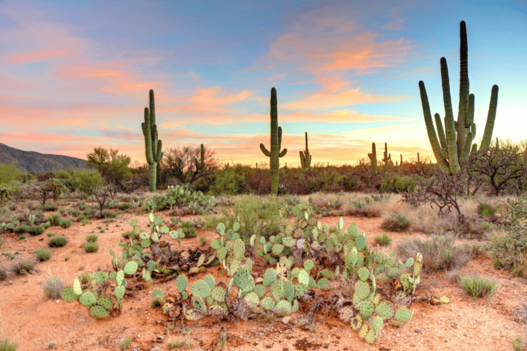 The Ultimate Guide To Visiting Arizona in February 2024