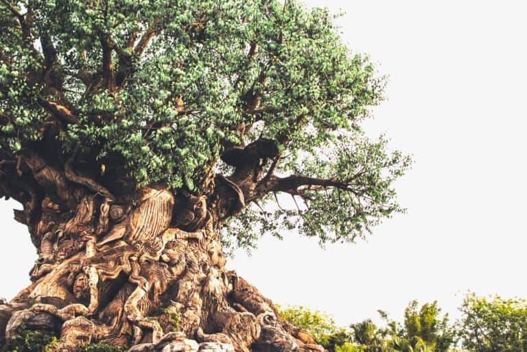 The 23 Best Photo Spots in Animal Kingdom