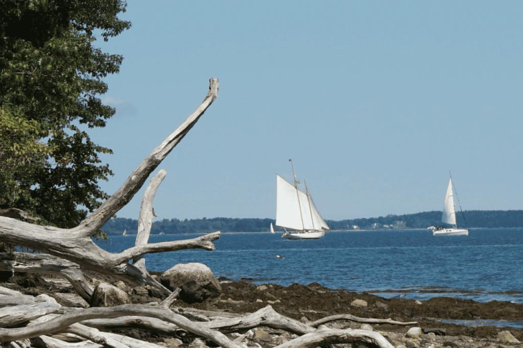 Drift wood on a beach and sail boats in the water.