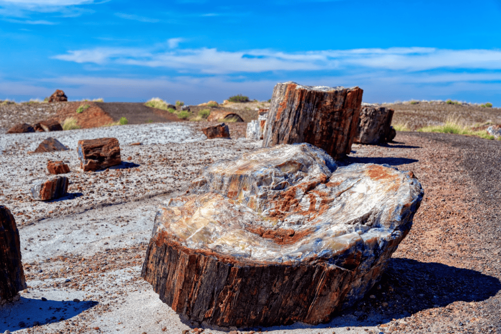 Petrified tree stumps in a desert landscape.