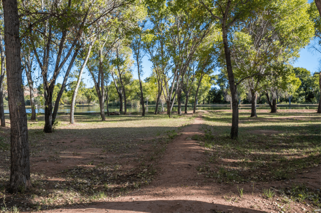 A wooded area near a lake, showing how beautiful Arizona is in June