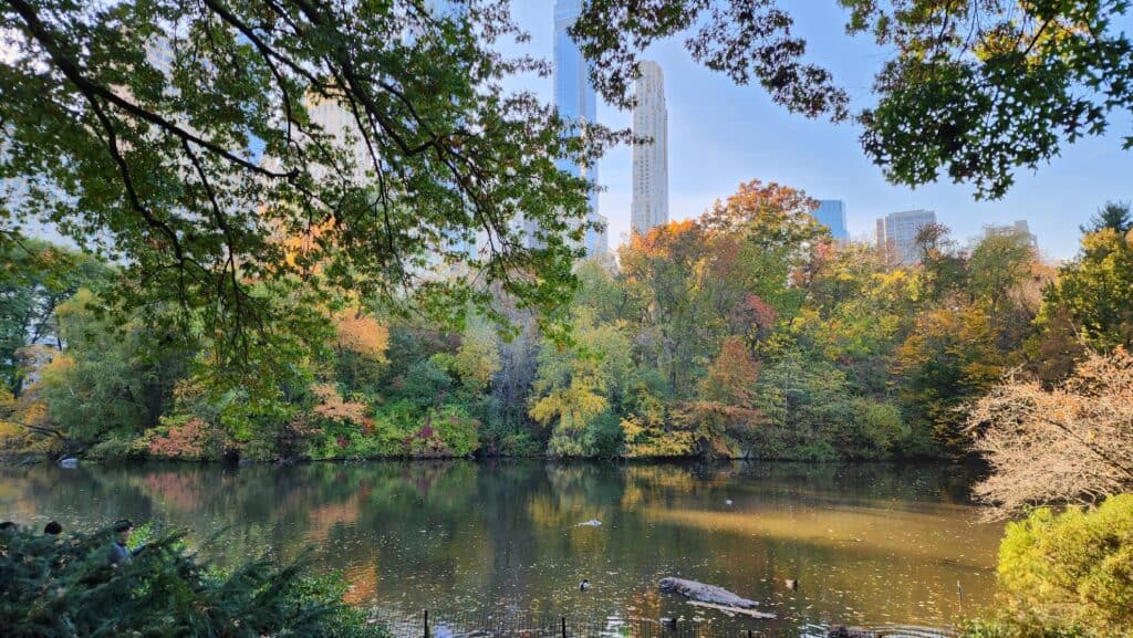 A pond surrounded by trees with skyscrapers in the distance.