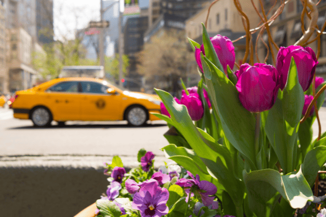Purple tulips for Easter in front of a New York taxi cab.