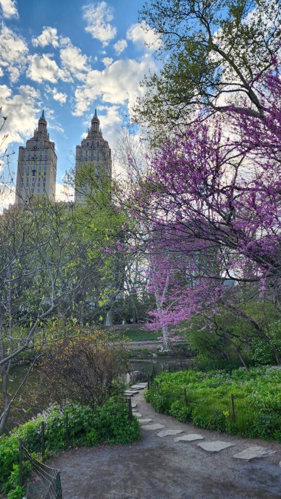 Purple blossoms bloom on a tree in a park with tall buildings in the background.